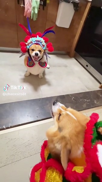 Corgis fight like acting # fighting # loving # cute