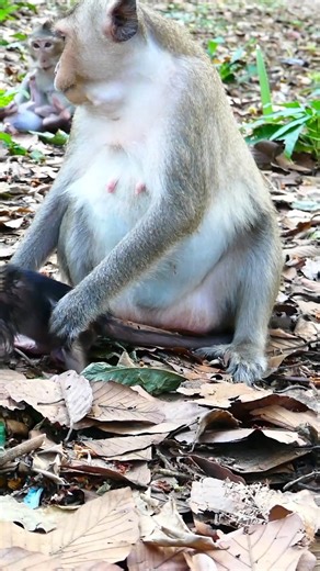 3.2K views · 69 reactions |  Mommy monkey grooming baby with love 﫶 #MonkeyFamily #CuteAnimals #DailyMonkeyLife | Monkey Noble | Facebook