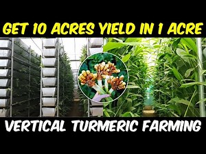 Vertical TURMERIC FARMING | Get 10 Acres yield in 1 Acre Land | Soil based Vertical Farming