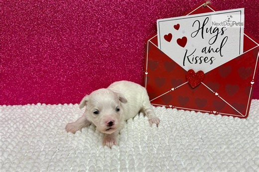 Hera - Havapoo Puppy 12A7B4