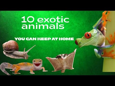 Want an Exotic Pet? Here Are 10 You Can REALLY Own!