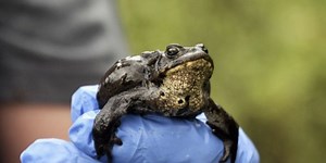 Toad-al success: Endangered tadpoles released in national forest in Colorado