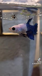 9K views · 122 reactions | Evolution's Proper Human Diet: Local...