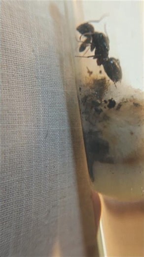 Giving My Queen Ant a New Setup 🐜👑 | Before Giving Her Away 😢✨ #shorts #antkeeping