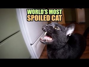 Talking Kitty Cat - World's Most Spoiled Cat