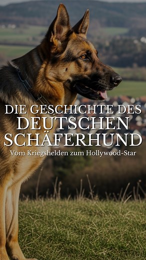 Die Geschichte des Deutschen Schäferhundes: Vom Kriegshelden zum Hollywood-Star Ein Hund mit Vergangenheit - vom Kriegshelden zur Hollywood-Ikone. Diese Geschichte verdient es, gesehen und erinnert zu werden. Fasziniert dich die wahre Geschichte des Deutschen Schäferhundes? Dann speichere und teile dieses Video! 🐾 Folge @hundehorizonte für mehr emotionale Hunderassen-Portraits. 🐾 Ein Stück Hundeliebe - zum Verschenken oder Selbstbehalten 💛 Nur bis 09.11.: 25 % Rabatt, ganz ohne Code ☕️ Jetzt 