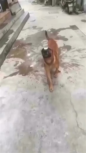 Puppy Dance Compilation: Swaying to the Beat