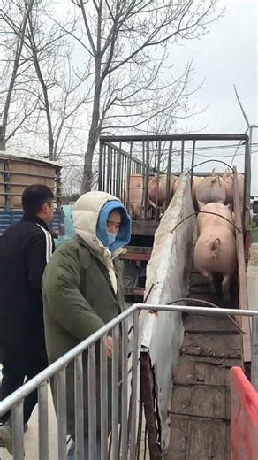 Pig Farmer Safely Loading Pigs into a Truck | Educational Purpose Only