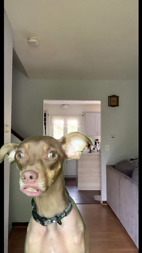 Dayo: The Singing Dog Sensation