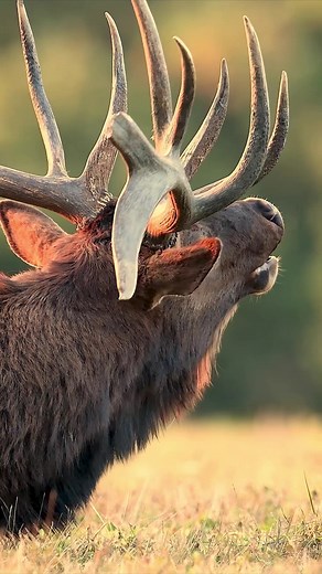223K views · 9.5K reactions | Bull elk bugling during the rut #elk #elkbugle #wildlifephotography #animals | Harry Collins Photography | Facebook