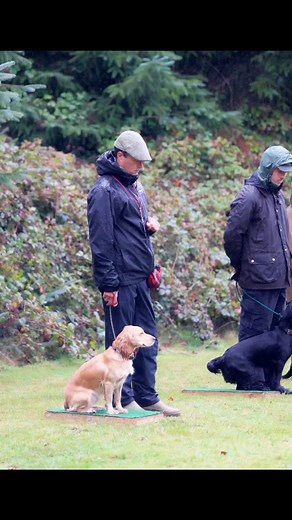 Our gundog sessions are structured and carefully planned. With place boards, dummies, private field and woodland settings, you'll come away feeling that you have truly tapped into your gundogs genetic needs. The 8 classes that constitute the initial certificate are kept small and aided by assistants, so that everyone feels valued and is given the attention they need. Your dogs deserve it. Places are full for the most recent course but you can reserve your space for the next course by dropping me