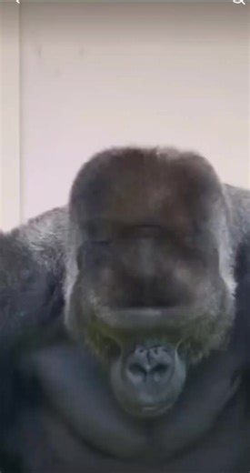 #foryoupage #gorrillafacts