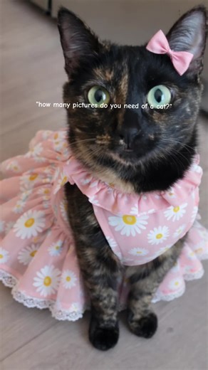 forever clowder (@forever.clowder)’s videos with original sound - emilynicolecrisp