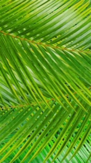 Step into the wild with The Little Bush Baby’s Ashley and explore Africa’s oldest game reserve, iMfolozi. From spotting the Big Five 🐘🦏 🦁 🐆 🐃 to soaking up the beautiful scenery, this is an adventure the whole family will remember. #FamilySafari #southafrica #bigfive #LittleAdventurers | The Little Bush Baby Co.