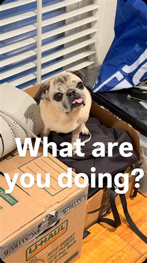 Jade The Pug Life on Instagram: "What is she doing? Trying to be a cat? Or searching for comfort? #pug #puglove #pugsofinstagram #puglovers #fyp"