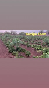 1K views · 45 reactions | Exotic Fruit trees for sale at Kuzipa...