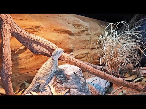 NEW Naturalistic Bearded Dragon Set Up!