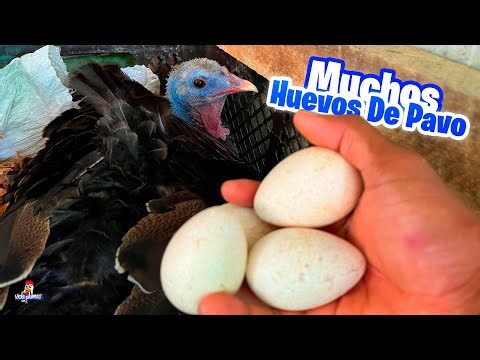 I laid a lot of eggs on the broody turkey 😱 Will they all hatch?