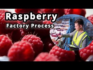 Inside the Modern Raspberry Factory [Full Process ] Gobinda's Process factory process