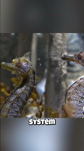 🍽️ Seahorses: Always Hungry?! 🍽️ Their Non-Stop Eating Habits Explained!