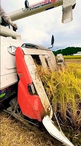 Kubota コンバインで刈り取り#kubota#harvester#harvestermachine #harvesters #コンバイン #combine #農業 #農家 #農業女子