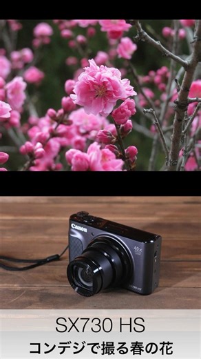 オールドコンデジPowerShot SX730 HSを持って春の花を撮影#shorts