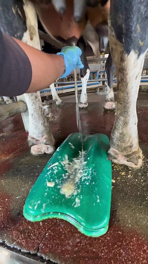 Dealing with Mastitis in Dairy Cows