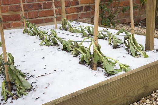 Winterize Your Vegetable Garden for Healthy Spring Growth