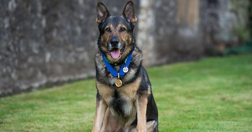 Animal Awards Programme