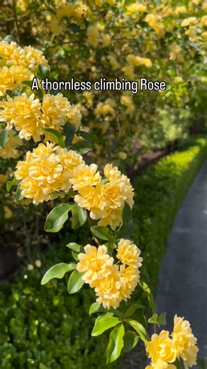 2.2K views · 604 reactions | Banksia Roses have been flowering all...
