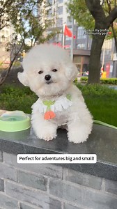 22K views · 228 reactions |  Keep Your Pup Hydrated On-the-Go!  $13 with free shipping!  Portable Pet Dog Water Bottle: https://cutt.ly/OesKhxmE More affordable pet supplies: https://cutt.ly/meo5XbeL #petsupplies #portable #cute #travel | DHgate | Facebook