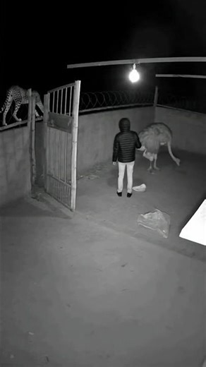 CCTV Footage at 2:18 AM | The Yard Incident💀#viral #attack