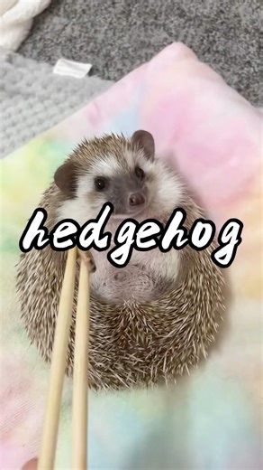 Will the mother hedgehog get pricked when giving birth to baby hedgehogs#amazinganimalsworld
