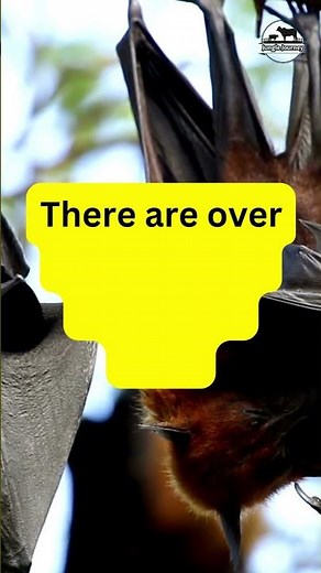 How many Species Of bats are there