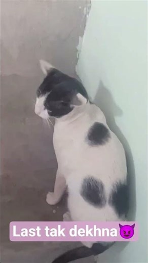 liju ne mere ko mera ab keshu ke ate hi kitna sidhaa ban gaya h 🤣🤣 #cat #cute #funny #love #emoji