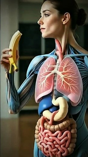 3D human digestive system animation 3d realstick