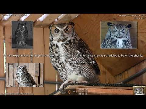 Iris the Great Horned Owl