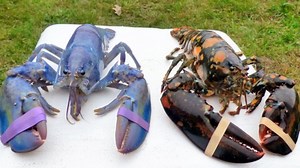 Rare calico and lavender lobsters being kept as pets by Maine family