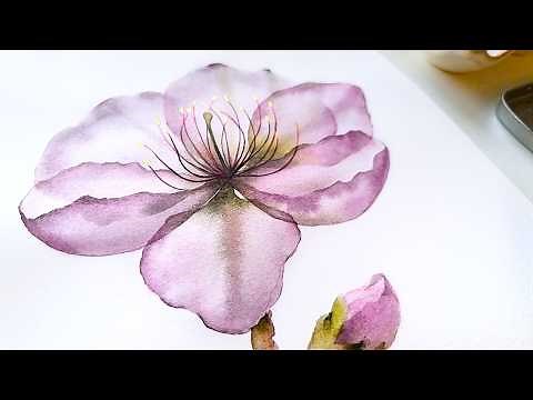 How to Paint Transparent Cherry Blossom (Sakura) Flower in Watercolor