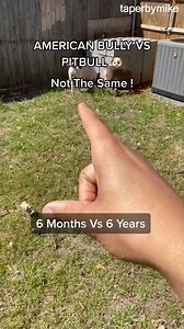 AMERICAN BULLY VS PITBULL: Not The Same ! #dogs #fyp #foryou #americanbully #bullypuppy #pitbull #puppies #xlbully | Pablo The Bully