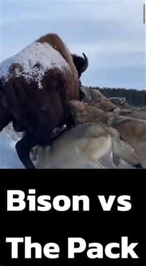 A bison faces a pack of wolves.Overwhelmed, the bison does not survive.#battle #bison #wolves #wild