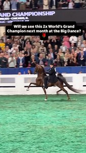 Stonewell Equine on Instagram: "Epoque Kiss NKF, the American Saddlebred stallion trained and shown by Burt Honaker, has earned the prestigious Five‑Gaited World’s Grand Championship title twice — first in 2022, then again in 2023 at the World’s Championship Horse Show in Louisville. After a surprise appearance last night in Asheville, will fans see him try to reclaim the throne on the green shavings next month? 👑🤔🙀🌹🏆 #EpoqueKissNKF #WorldChampionSaddlebred #americansaddlebred #FiveGaitedCh