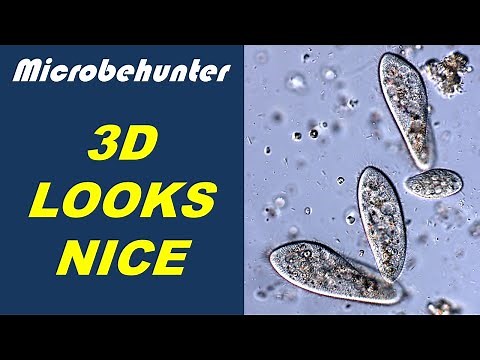 OBLIQUE Lighting in microscopy makes specimens appear 3D