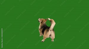 dog dancing on a green screen