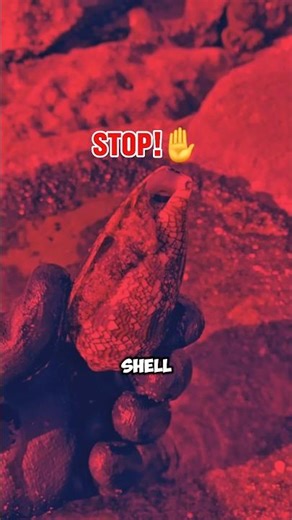 DO NOT Touch This Shell! 💀 (Instant Death)#shorts