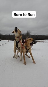 7K views · 413 reactions | Sled dogs are born to run. It's cruel to NOT let them fulfill their destiny. A little warm out on the trail but the dogs handled it well. Still plenty of snow out here in the woods. #workingdogs #mushing #dogs #sleddogs #dogsledding #onlyinmn | Endurance Kennels LLC | Facebook