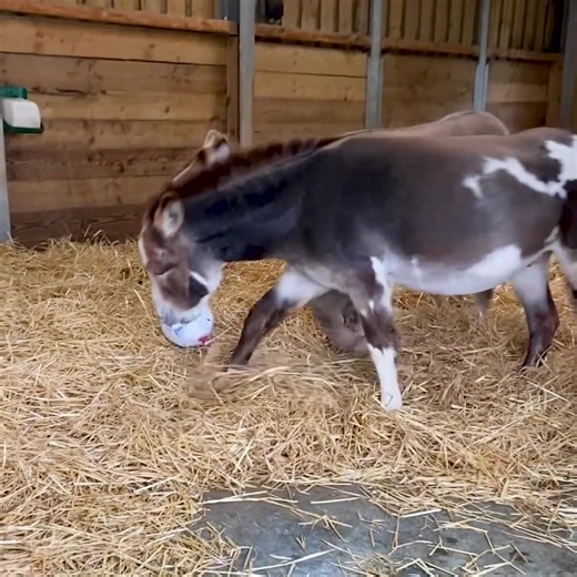 14K views · 1.2K reactions | It looks like George and Toby are really giving each other the run-around! ⚽藍 | The Donkey Sanctuary Sidmouth | Facebook