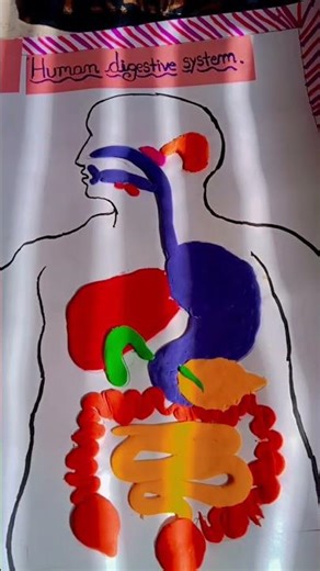 digestive system project with cla y