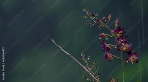 Queen Victoria dendrobium Flower under heavy rain in garden, Mahe Seychelles 30fps