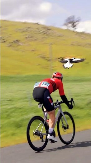 The infamous Wantabadgery magpie